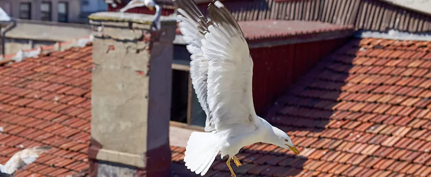 Residential Chimney Animal Removal Solution in Lakeside, CA
