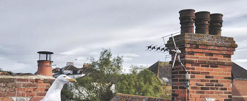 Chimney Cleaning And Restoration in Lakeside, California